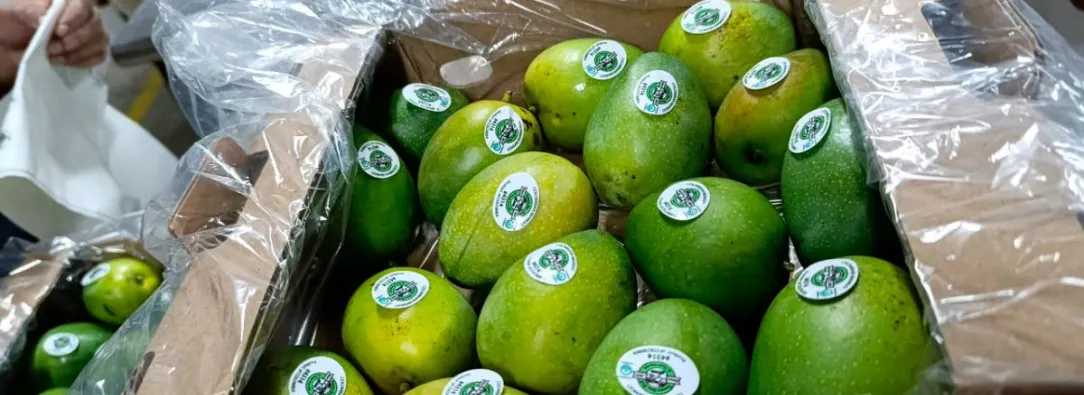 Colombia-hace-primer-envio-de-mango-de-azucar-a-Estados-Unidos-por-via-maritima.jpg