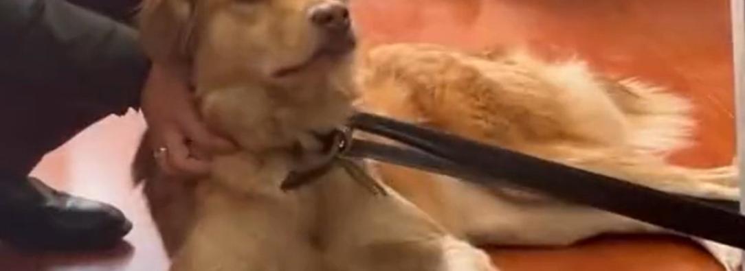 Cora-Lun-mascota-Filarmonica.jpg