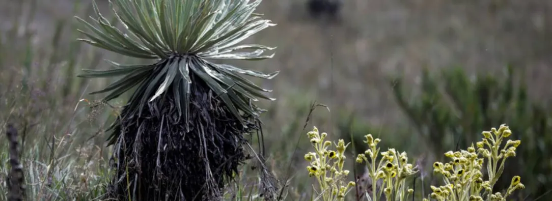 Frailejon-Ernesto-Perez-1.jpg