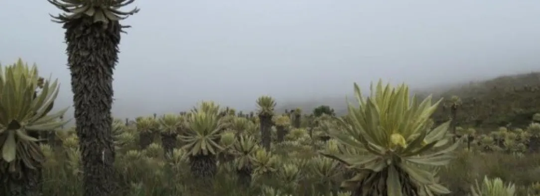 Frailejones-foto-Colprensa.jpg