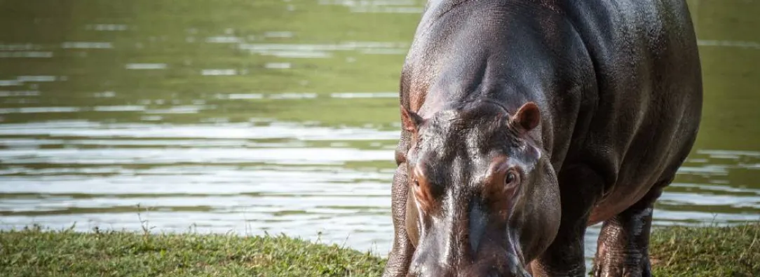 Hipopotamos-Puerto-Triunfo.jpg