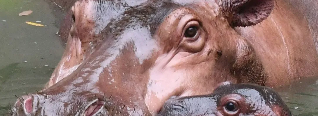 Hipopotamos-de-Pablo-Escobar-seran-trasladados-a-Mexico.jpg