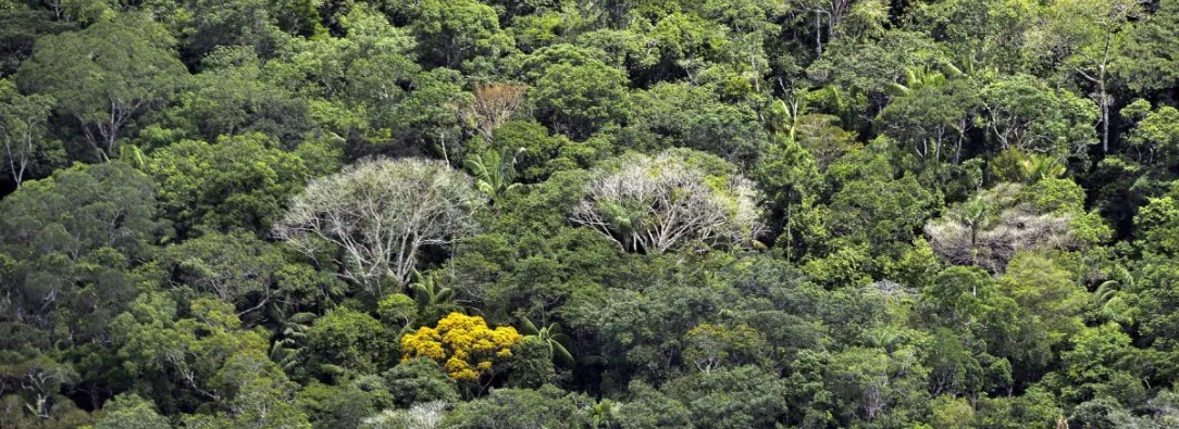 La-importancia-de-los-arboles-en-la-selva-amazonica-ante-el-cambio-climatico.jpg