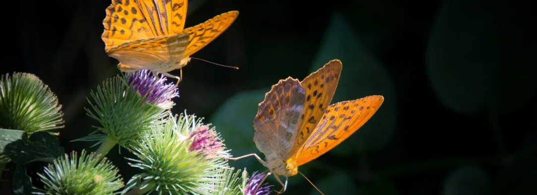 Mariposas-Colombia-Especies.jpg
