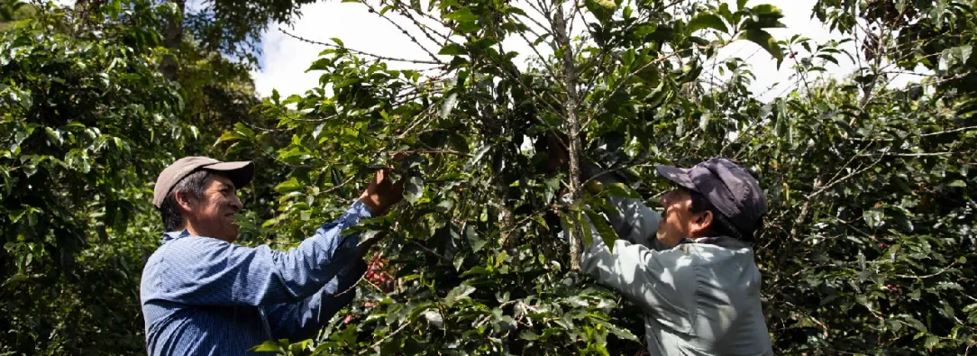 Mas-de-150-recolectores-de-cafe-se-beneficiaran-con-programas-laborales.jpg