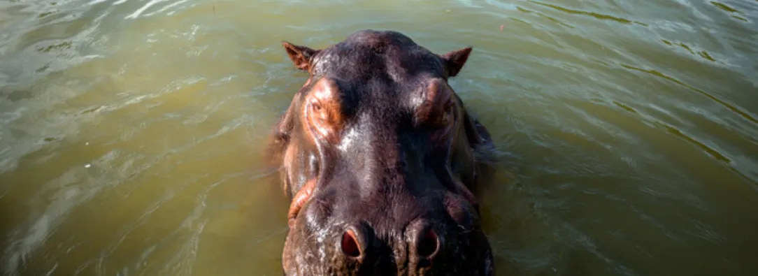MinAmbiente-planteo-5-medidas-para-manejar-situacion-de-los-hipopotamos.jpg