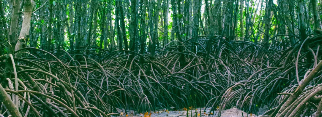 Origen-y-significado-del-Dia-Internacional-de-la-Defensa-del-Ecosistema-de-Manglares-1.jpg