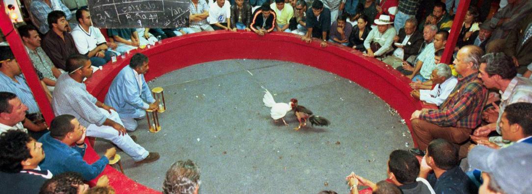 Pelea-de-gallos-1.jpg