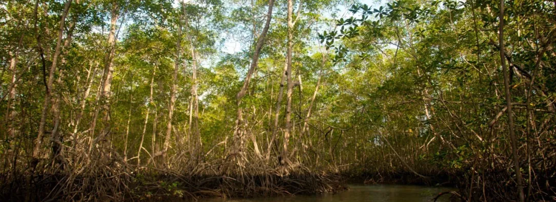Preguntas-que-deberiamos-hacernos-sobre-los-manglares-en-Colombia.jpg