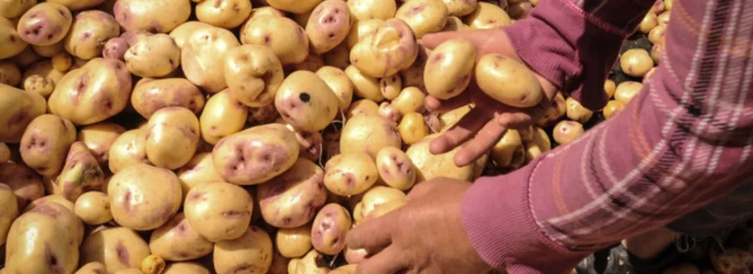 Produccion-de-papa-de-Narino.jpg