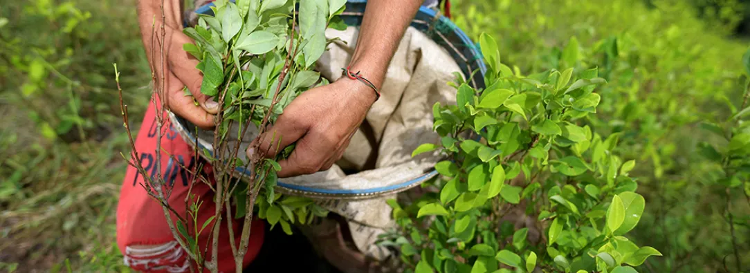 Propuesta-de-Petro-para-que-campesinos-dejen-de-cultivar-coca.jpg