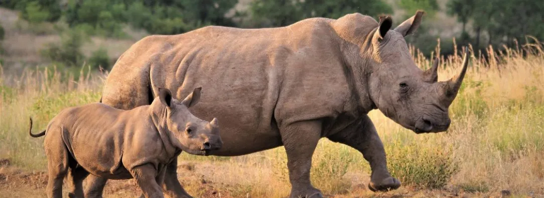 Rinoceronte-Caza-Aumento.jpg