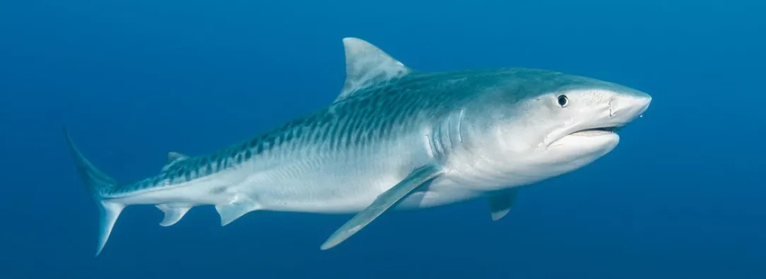 Tiburon-tigre-foto-WWF.jpg