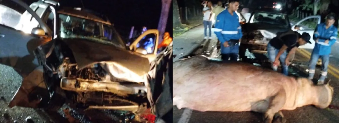 Vehiculo-colisiono-con-hipopotamo-en-autopista-Medellin-Bogota_-dejo-dos-heridos-1.jpg