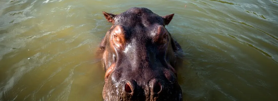 Vehiculo-colisiono-con-hipopotamo-en-autopista-Medellin-Bogota_-dejo-dos-heridos.jpg