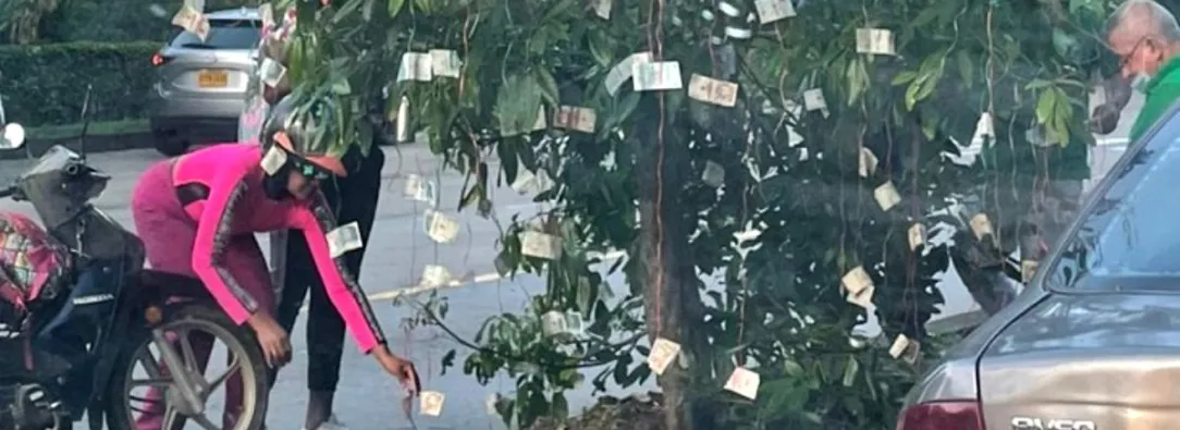 aparecen-billtes-en-arbol-de-cali.jpg