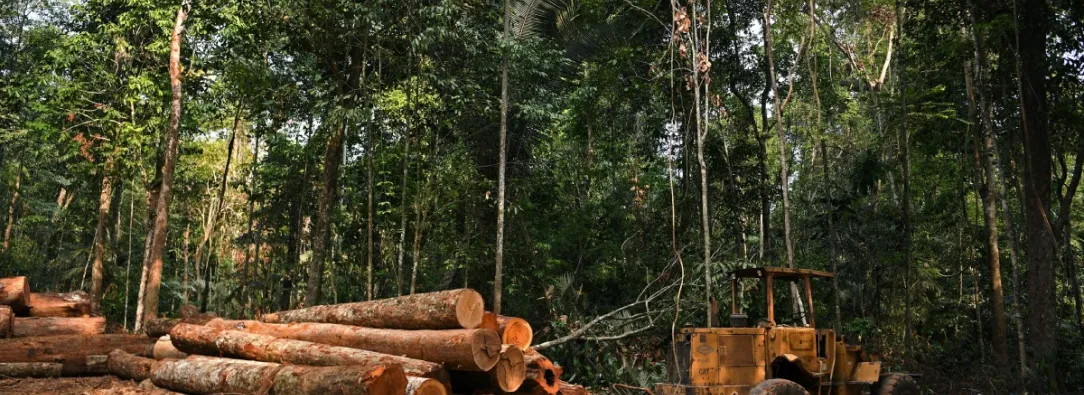 deforestacion-amazonia-brasil.jpg
