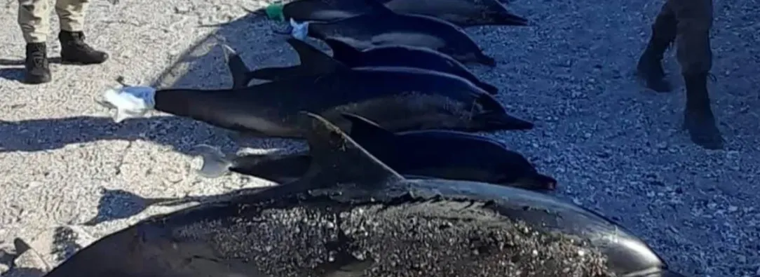 delfines-muertos-argentina.jpg