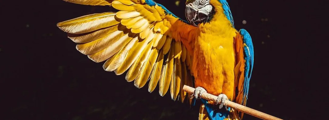 guacamaya-amarilla-azul.jpg