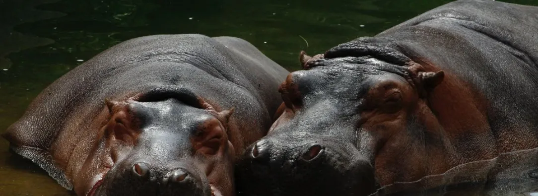 hipopotamo-1.jpg
