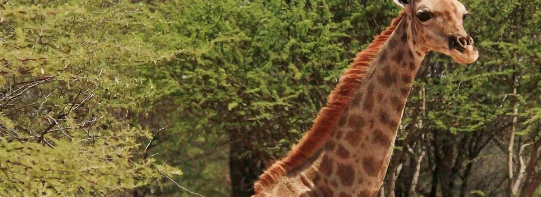 jirafa-enana-port.jpg