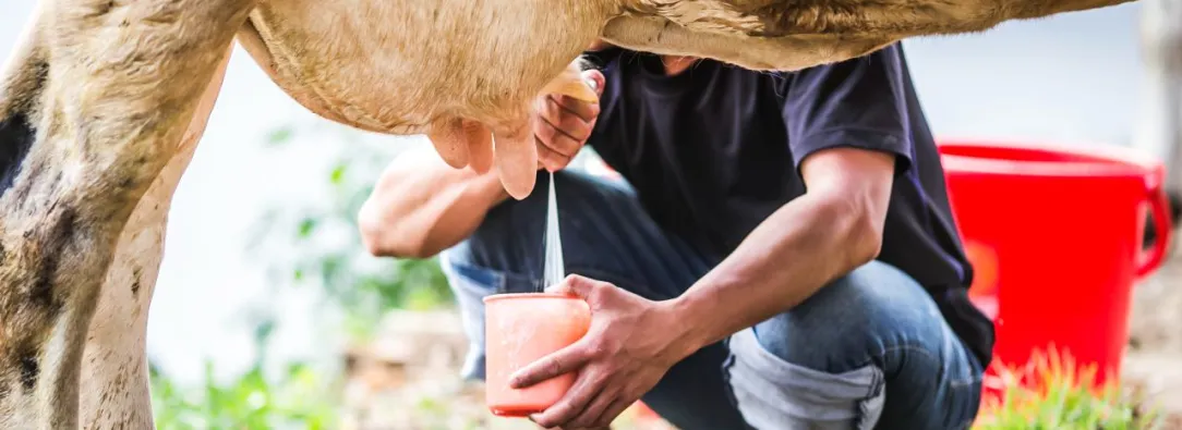 man-milking-cow.jpg