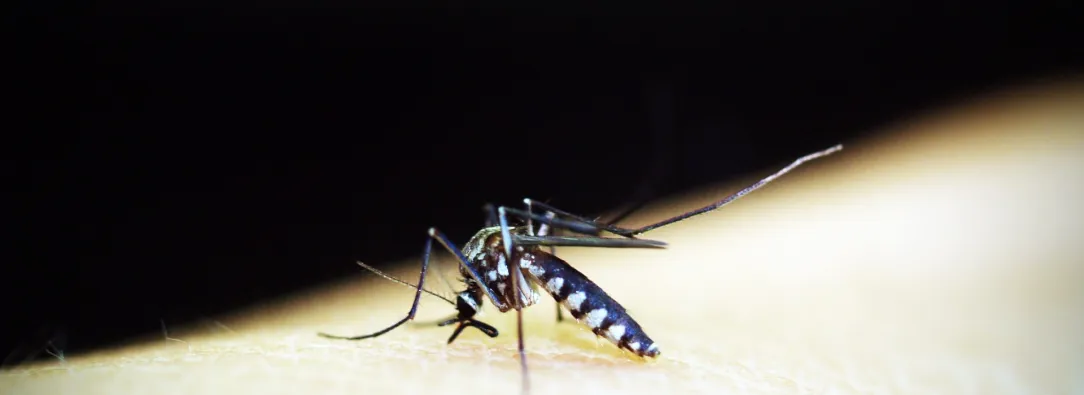 mosco-dengue.jpg