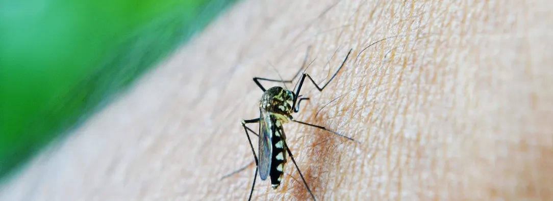 mosquito-malaria.jpg