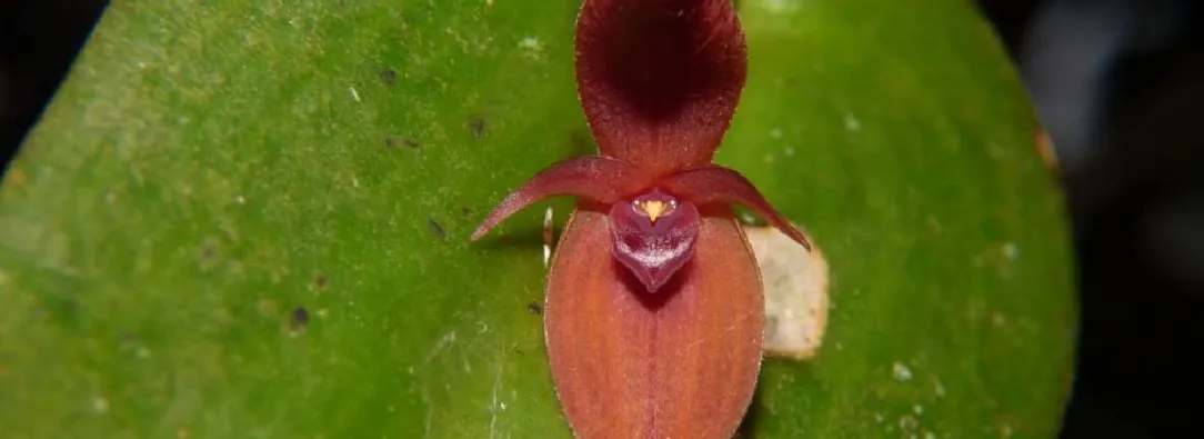 orquidea-nueva.jpg