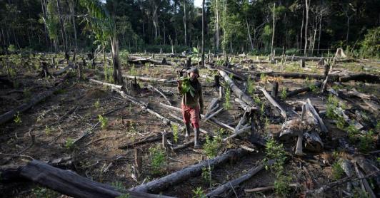 Bosque deforestado.