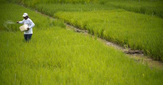 Cultivador de arroz.