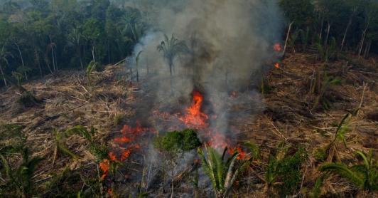 Balance de operativo internacional en Colombia por delitos ambientales. / Foto: AFP.