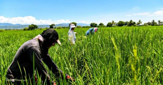 Gremio arrocero entra en diálogo con el Gobierno. / Foto: X MinAgricultura.