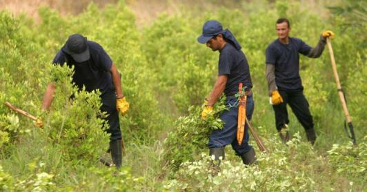 sustitución de cultivos ilícitos en Nariño