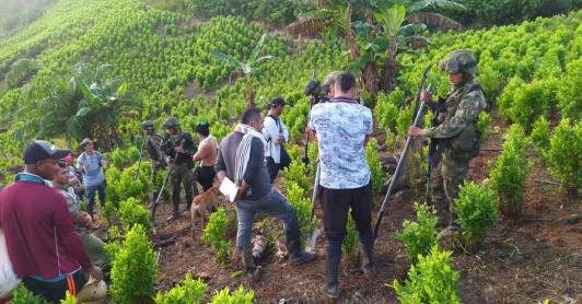 Brigada Móvil N.37 destruye 2 semilleros ilegales con cocaína y desactiva artefacto explosivo en