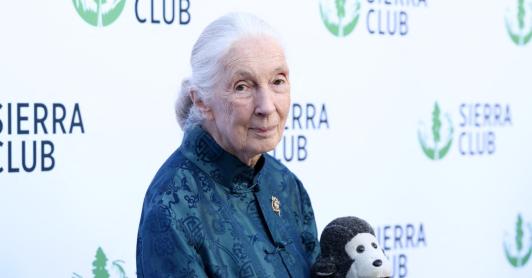 Jane Goodall. / Foto: AFP.