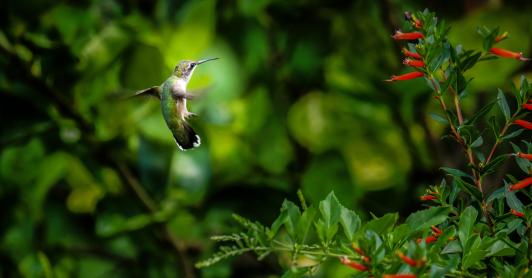 La inversión del CAF están destinados a la transición energética justa, seguridad hídrica, movilidad sostenible, prosperidad agrícola y conservación de ecosistemas estratégicos. 