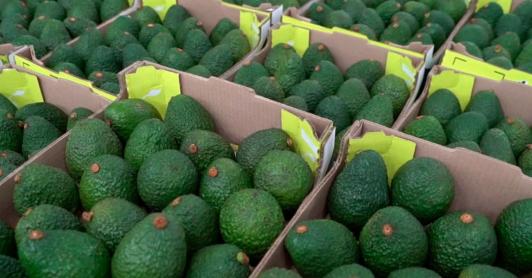 Exportación de aguacate Hass. / Foto: ICA.