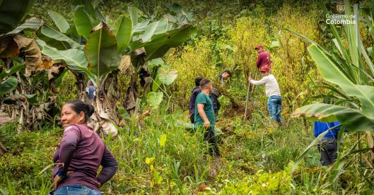 Gobierno firma acuerdo de sustitución de coca con disidencia FARC.