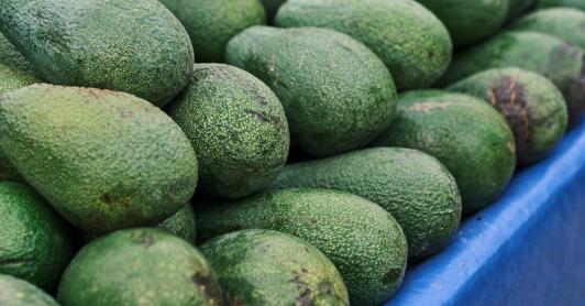 Exportaciones de aguacate hass colombiano se disparan 45,7% 