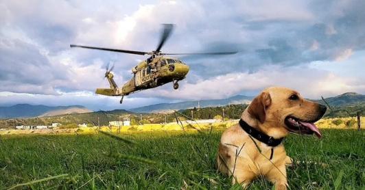 Ejército gradúa 38 nuevos enfermeros caninos.