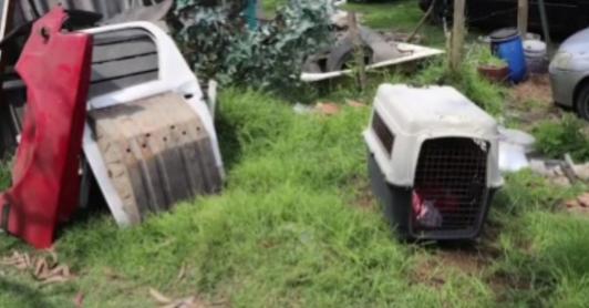 Cae red de pelea de perros. / Foto: Captura de video.