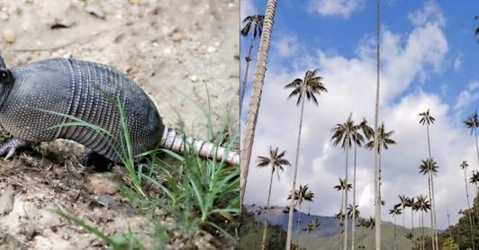 Tráfico ilegal de fauna en Semana Santa: Alerta del Ministerio de Ambiente