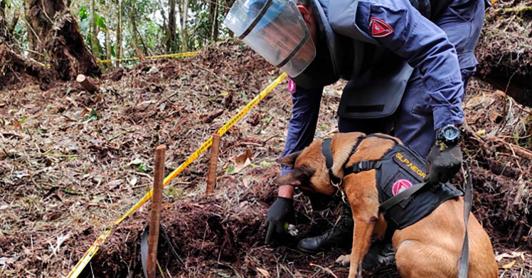 77 veredas en Caquetá quedaron libres de sospecha de minas antipersona tras desminado del Ejército