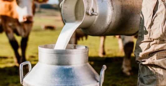 Sector lechero en Colombia. / Foto: Asoleche.