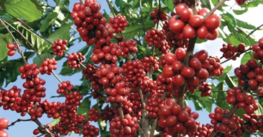 fotografía de primer plano de un cafeto cargado de granos para cosechar