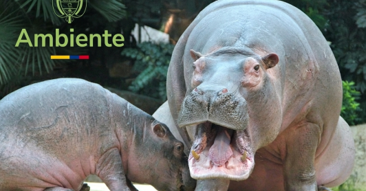 Hipopótamos MinAmbiente 