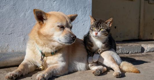 UE prohíbe cortar orejas y colas: una ley histórica cambia para siempre la vida de millones de mascotas
