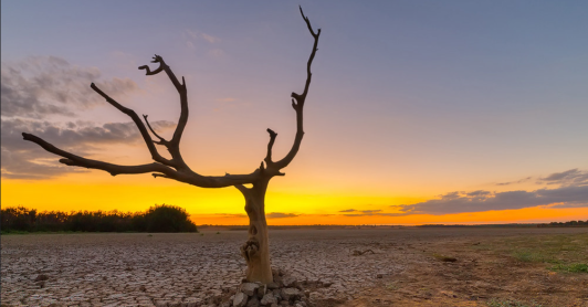 terreno seco, con un árbol seco en primer plano  y al fondo sol