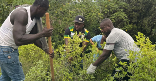 Cultivos de coca empezaron curva descendente Colombia